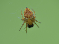 Eriophora