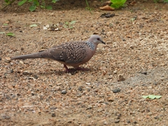 Streptopelia chinensis