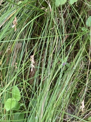 Carex brizoides