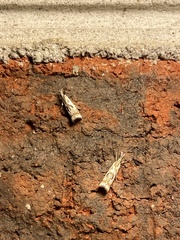 Microcrambus elegans