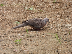 Streptopelia chinensis