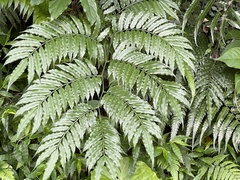 Angiopteris lygodiifolia