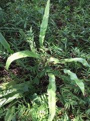 Microsorum punctatum