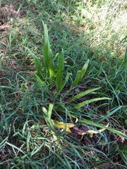 Microsorum punctatum