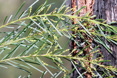 Acacia fimbriata