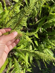 Struthiopteris spicant