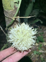 Carpotroche longifolia