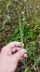 Hordeum vulgare