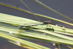 Erythromma najas