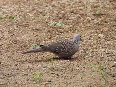 Streptopelia chinensis