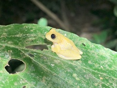 Dendropsophus minutus