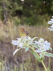 Callophrys gryneus