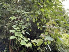 Ampelopsis glandulosa hancei