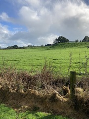 Porphyrio melanotus melanotus