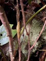 Prophysaon foliolatum