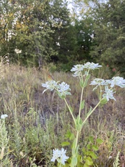 Euphorbia marginata