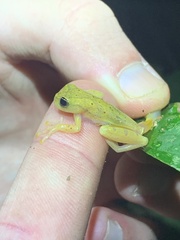 Dendropsophus minutus
