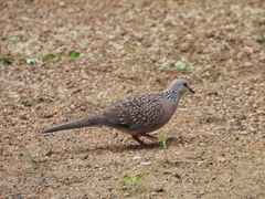 Streptopelia chinensis