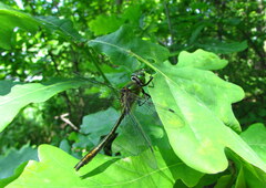 Cordulia aenea aenea
