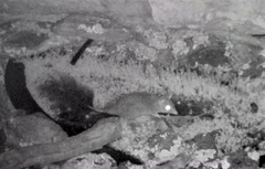 Phascogale tapoatafa