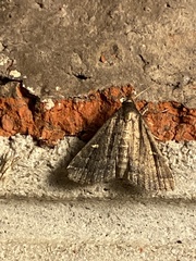 Tetanolita mynesalis