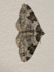 Xanthorhoe fluctuata
