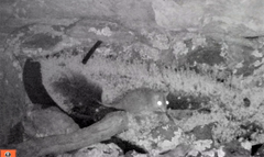 Phascogale tapoatafa
