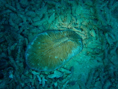 Ctenactis