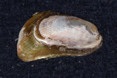 Arcuatula senhousia