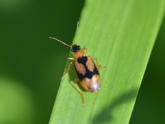 Lebia