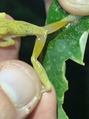 Dendropsophus minutus