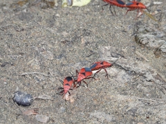 Probergrothius sanguinolens