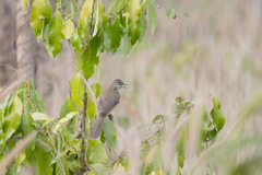 Pycnonotus conradi