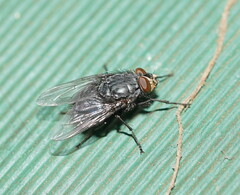 Calliphora vicina