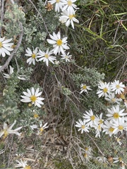 Olearia