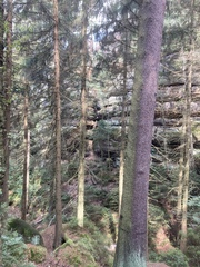 Abies alba
