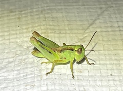 Melanoplini