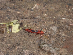 Probergrothius sanguinolens