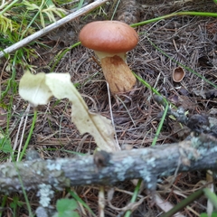 Suillus grevillei