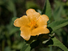 Sida rhombifolia insularis