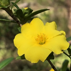 Hibbertia cuneiformis