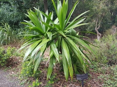 Cordyline obtecta