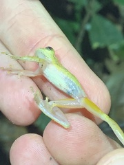 Dendropsophus minutus