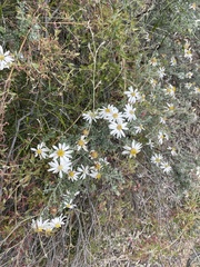 Olearia