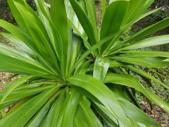 Cordyline obtecta