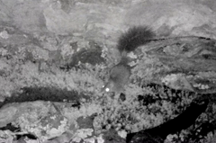 Phascogale tapoatafa