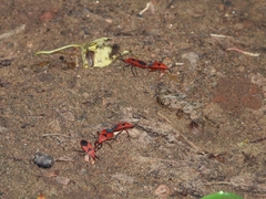 Probergrothius sanguinolens