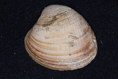 Austrovenus stutchburyi