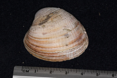 Austrovenus stutchburyi