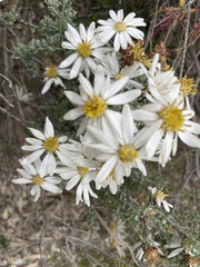 Olearia